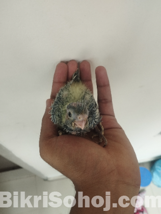 Cockatiel